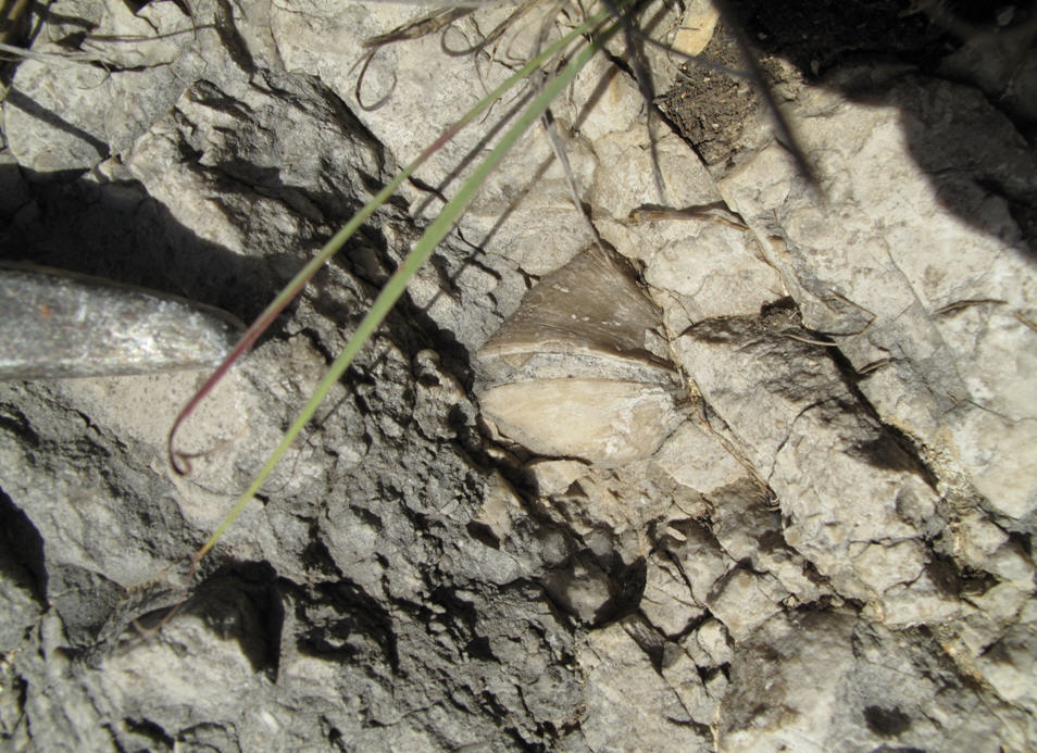 Bivalvi Megalodontidi?